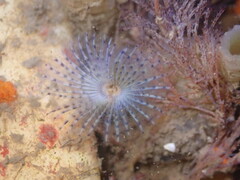 Bispira pacifica