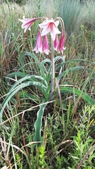 Crinum bulbispermum