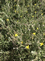 Osteospermum ciliatum