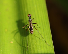 Metopochetus aequalis