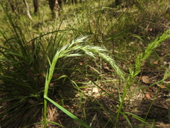 Dichelachne micrantha