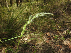 Dichelachne micrantha