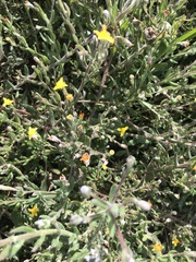 Osteospermum ciliatum