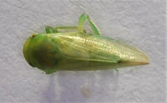Batracomorphus