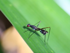 Metopochetus aequalis