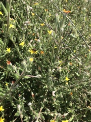 Osteospermum ciliatum