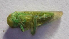 Batracomorphus