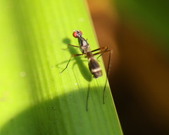 Metopochetus aequalis