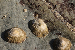 Cellana tramoserica