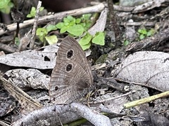 Ypthima multistriata