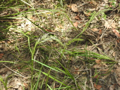 Dichelachne micrantha