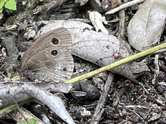 Ypthima multistriata