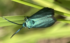 Pollanisus viridipulverulenta
