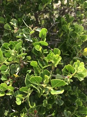Searsia glauca