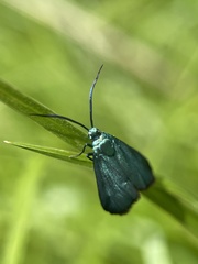 Pollanisus viridipulverulenta