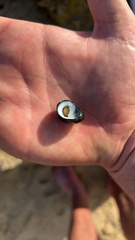 Nerita melanotragus
