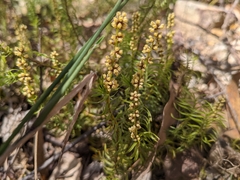 Lomandra obliqua