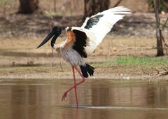 Ephippiorhynchus asiaticus