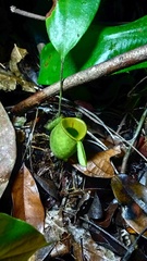 Nepenthes ampullaria