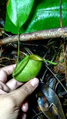 Nepenthes ampullaria