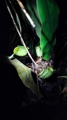 Nepenthes ampullaria