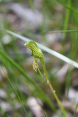 Pterostylis plumosa