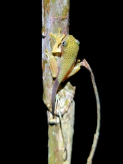 Rhacophorus malabaricus