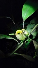 Nepenthes ampullaria