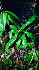 Nepenthes ampullaria