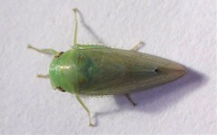 Batracomorphus