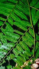 Alsophila latebrosa