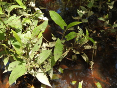 Persicaria strigosa