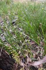 Pterostylis plumosa