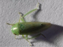 Batracomorphus