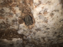 Myotis velifer