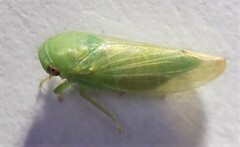 Batracomorphus