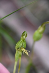 Pterostylis plumosa