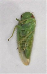 Batracomorphus