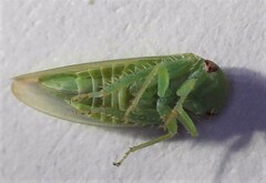 Batracomorphus