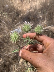 Trifolium obtusiflorum