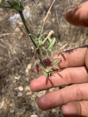 Trifolium obtusiflorum