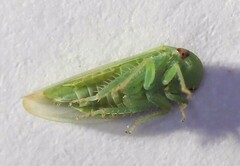 Batracomorphus