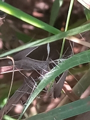 Chalciope mygdon