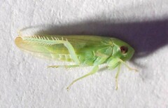 Batracomorphus