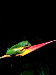 Rhacophorus malabaricus