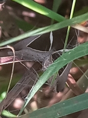Chalciope mygdon