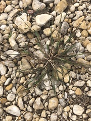 Echinochloa crus-pavonis