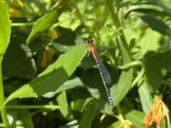 Xanthagrion erythroneurum