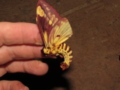 Citheronia phoronea