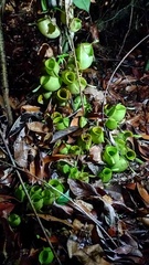 Nepenthes ampullaria